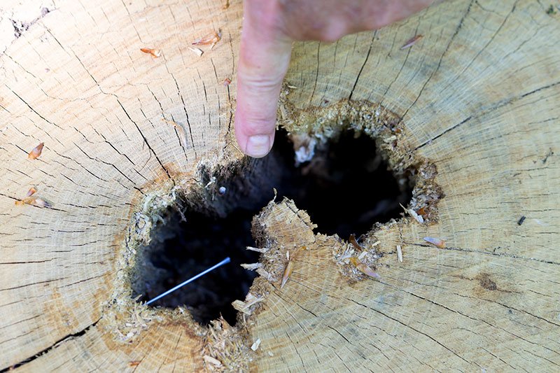 The Consequences of Excessive Drilling on Wood Decays in Trees