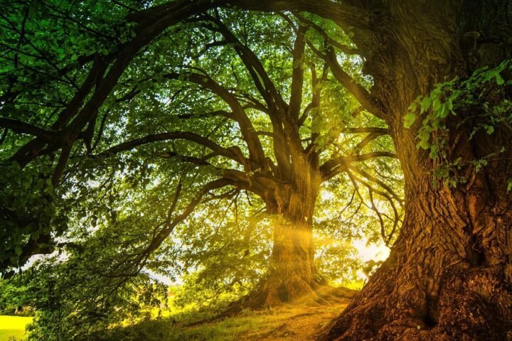 CODIT Principle: How Trees Respond to Injuries