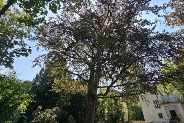 Tree Inspection at a Daycare Center